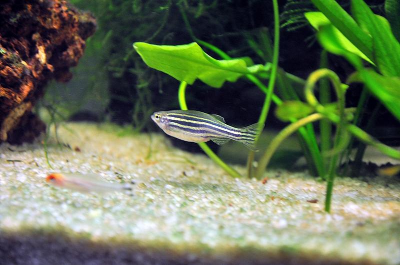 Zebra Danio.jpg