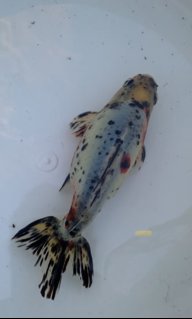 RABUBI