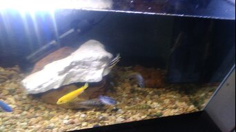 JMDfishworld