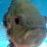 shikx