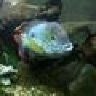 Darkfin