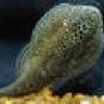 pjacid