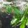 Pipes_Chettiar