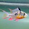 Th3Fishman