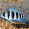 FishFrenzy2018