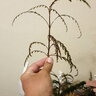Cecil